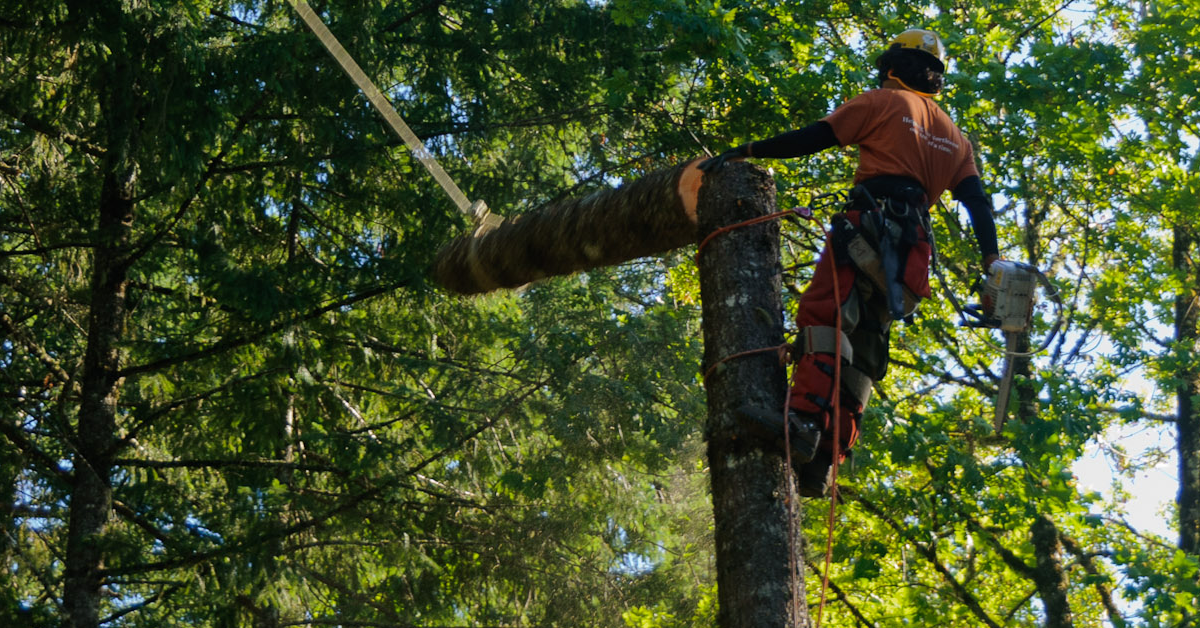Papertrail and Honey Brothers: Improving Safety for the Arboricultural Industry